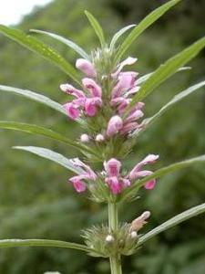 鬃尾草