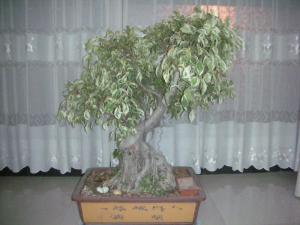 花叶榕