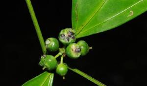 梁王茶属