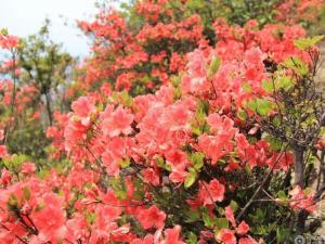 芹山杜鹃花