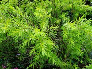 澳洲茶