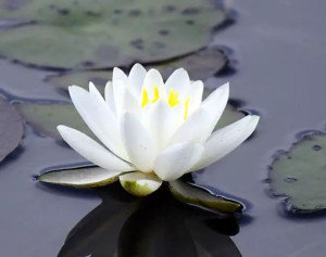 白睡莲