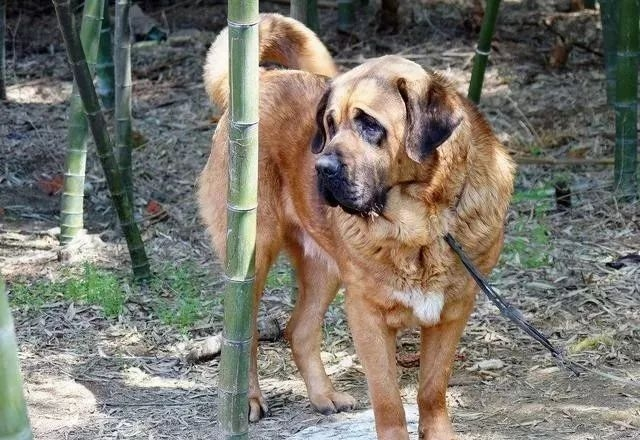 马士提夫獒犬