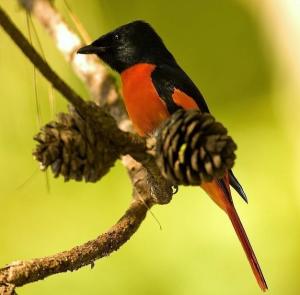 山椒鸟养殖技术 300