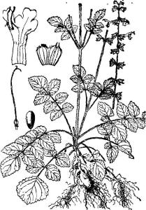 长冠鼠尾草紫参