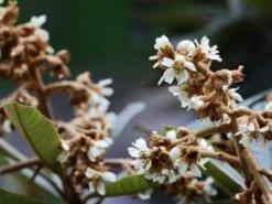枇杷花