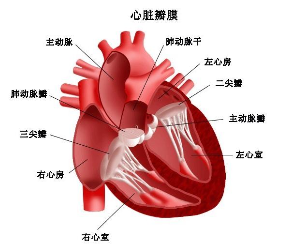 房室交接处逸搏心律