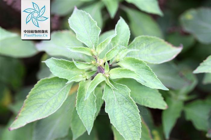 婆婆丁是什么科植物 0