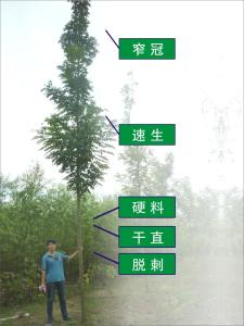泓森槐五大特点