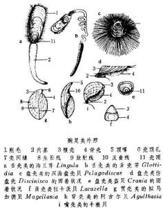 腕足动物门