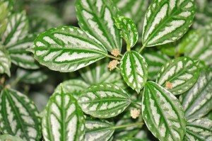 大托叶冷水花