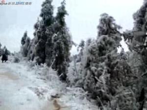 古台山国有林场2009年春季冰灾画面截图