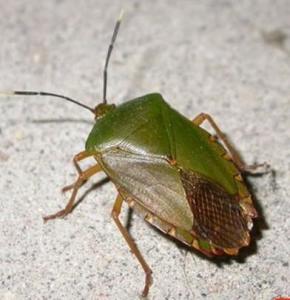 刺突原花蝽 - 搜狗百科