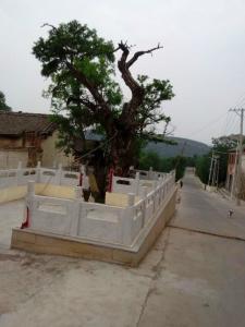 特大酸枣树