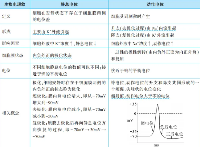 静息电位