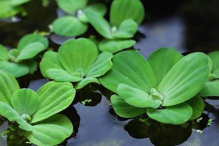 青浮草 毛莨科植物 搜狗百科