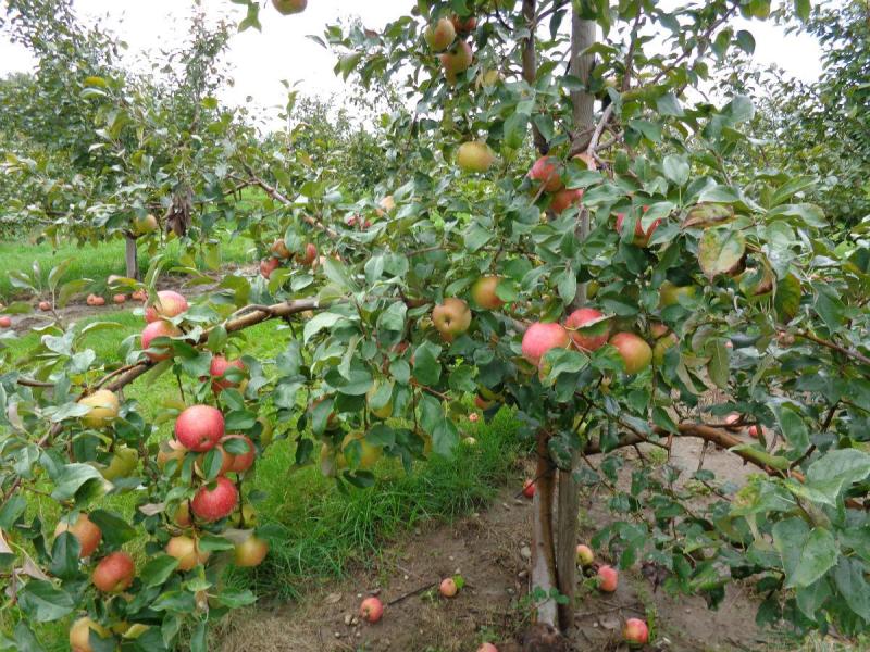 果树 果实可食的树木 搜狗百科