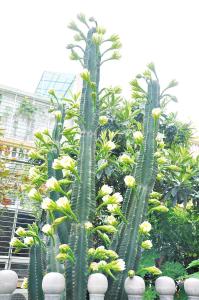 仙人柱属植物