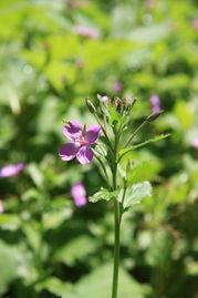 南湖柳叶菜