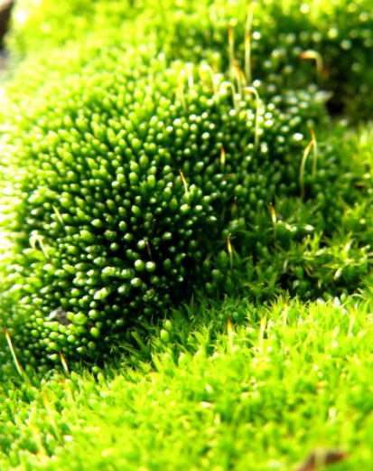 苔藓