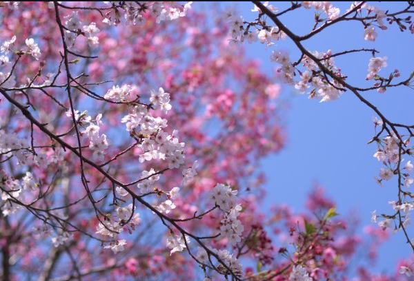 樱花