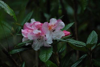 杜鹃属植物有哪些名称 0