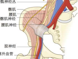 股神经