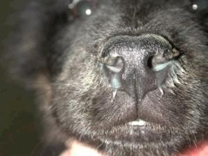 患犬瘟热的狗·鼻子流脓液