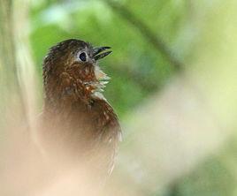 蚂蚁是什么科动物 0