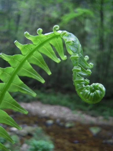 孢子植物