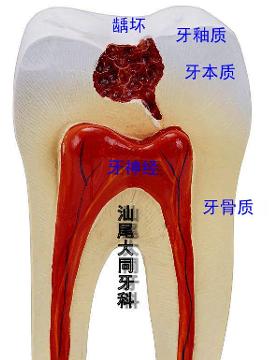 牙齿结构