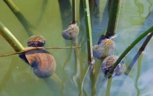 苹果螺