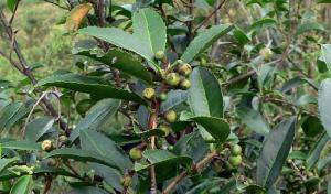 茶树