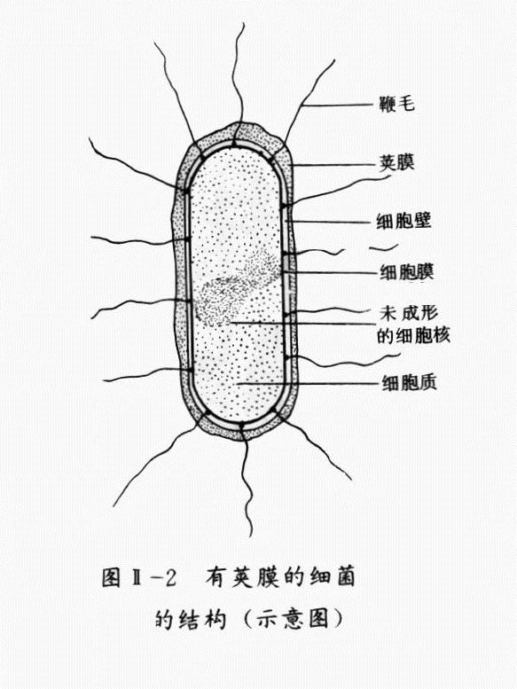 产气荚膜梭菌 手绘图图片