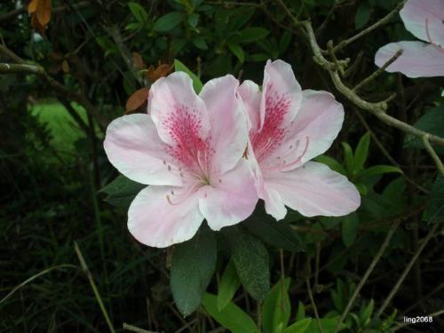 杜鹃是什么科的植物图片 0