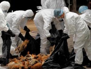 H5N1禽流感