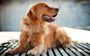 金毛寻回猎犬