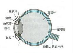 眼球构造