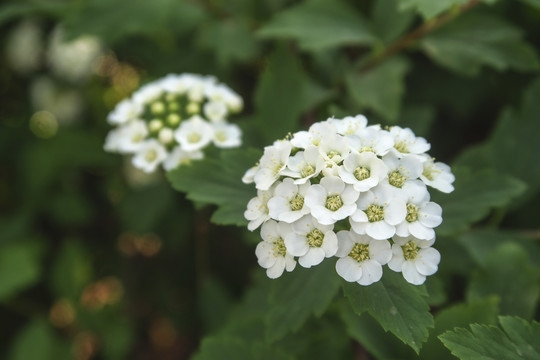 线叶绣线菊