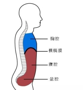 人的横膈膜在哪里图片