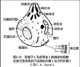 图2-25