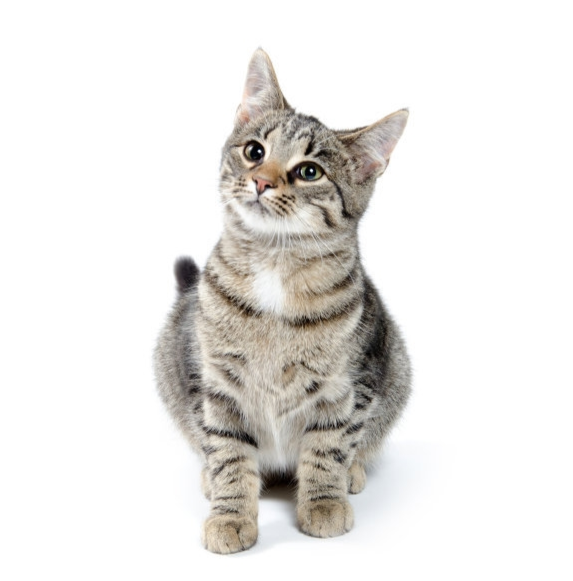 虎斑猫