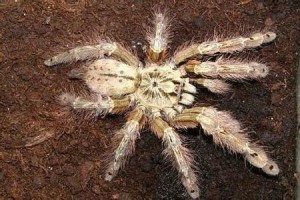 羽毛脚巴布蜘蛛(拉丁学名:stromatopelma calceatum)原产于西非热带