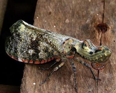 锯齿楯形提灯虫