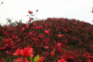 燃烧的四八门