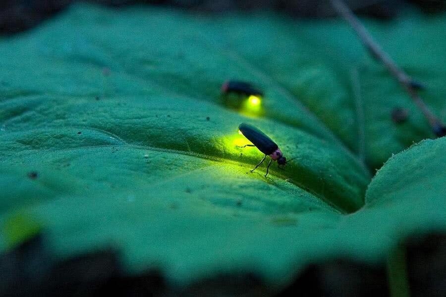 萤火虫