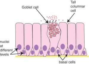 结肠杯状细胞图片