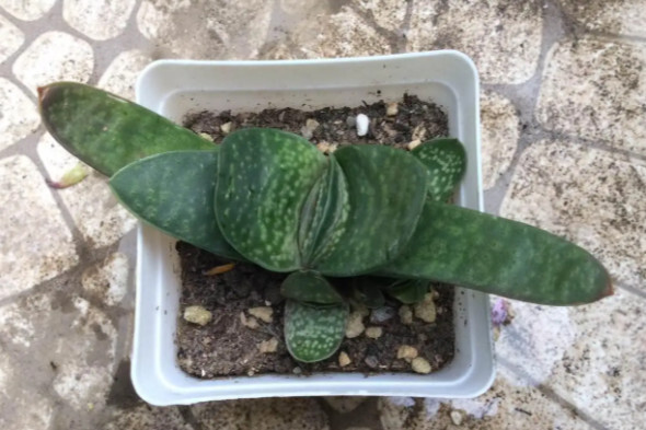 子宝 阿福花科鲨鱼掌属植物 搜狗百科 子宝 阿福花科鲨鱼掌属植物 搜狗百科