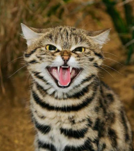 黑足猫