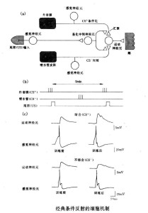 经典条件反射